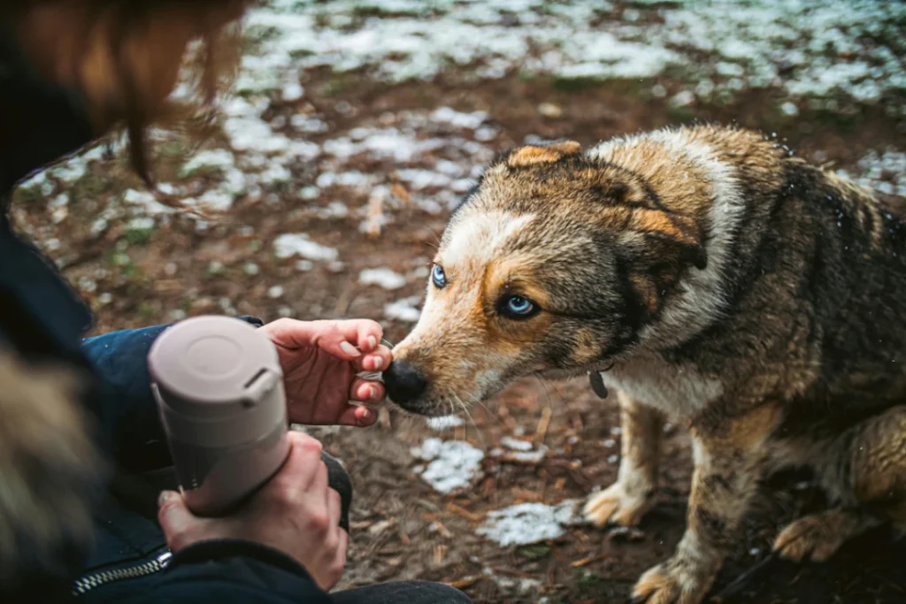 Gourde de voyage pour chien : bien la choisir