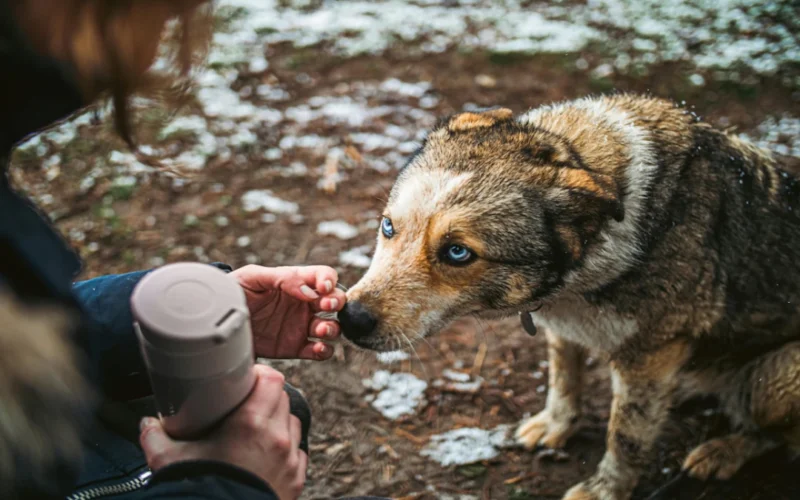 Gourde de voyage pour chien : bien la choisir